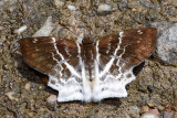 Odontoptilum pygela pygela (The Banded Angle)