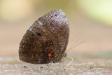 Elymnias esaca borneensis (Green Palmfly)