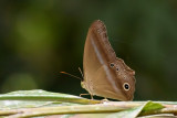 Coelites euptychioides euptychioides (The Restricted Catseye)