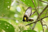 Troides andromache  (Kinabalu Birdwing)