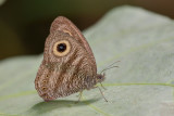 Ypthima fasciata fasciata