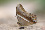 Lethe mekara gopaka