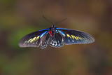 Trogonoptera brookiana albescens (Rajah Brookes Birdwing) 