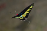 Trogonoptera brookiana albescens (Rajah Brookes Birdwing) 