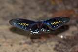 Trogonoptera brookiana albescens (Rajah Brookes Birdwing) 