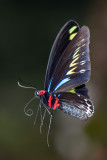 Trogonoptera brookiana albescens (Rajah Brookes Birdwing) 