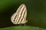 Ragadia makuta siponta (The Striped Ringlet)