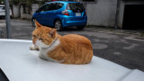 Cat and car