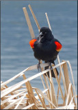 Red-winged Blackbird 