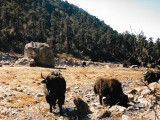 Some of our Yaks which we used for transport