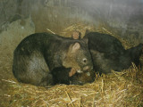 Wombats in Perth Zoo