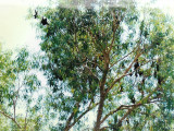 Australian fruit bats