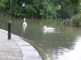 The road next to the Thames is flooded thus ideal for swans