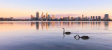 Black Swans on the Swan River at Sunrise, 27th March 2013