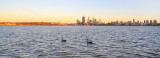 Black Swans on the Swan River at Sunrise, 10th November 2013