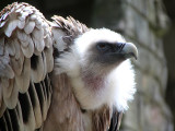 Griffon Vulture - Vale Gier- Gyps fulvus