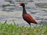 Leljacana - Kepanki - Wattled Jacana - Jacana jacana