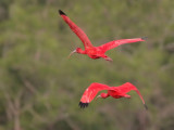 Scarlet Ibis - Rode Ibis  - Eudocimus ruber