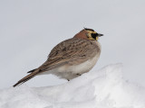 Horned Lark - Atlasstrandleeuwerik - Eremophila alpestris atlas 