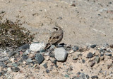 Quaidam Basin horned-lark (Eremophila alpestris przewalskii)