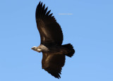 Himalayan griffon vulture (Gyps himalayensis)