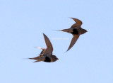 Pallassandgrouse (Syrrhaptes paradoxus).