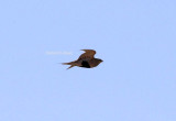 Pallassandgrouse (Syrrhaptes paradoxus).
