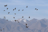 Pallassandgrouse (Syrrhaptes paradoxus).