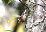 European nuthatch (Sitta europea ssp. sinensis).