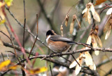Back-browed bush-tit (Aegithalos concinnus). 