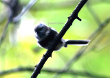 Sooty bush-tit (Aegithalos fuliginosus)