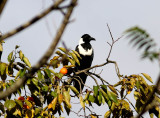 Collared crow (Corvus torquatus)
