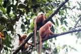 Maroon Leaf Monkey (Presbytes rubicauda)