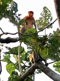 Proboscis Monkey (Nasalis larvatus)
