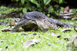 Water Monitor (Varanus salvator)