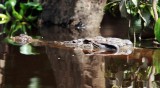 Estuary Crocodile (Crocodylus porosus)