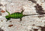 Dusky Flying Lizard (Draco obscurus)