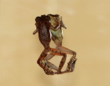 Short-nosed Tree Frog (Rhacophorus ga
