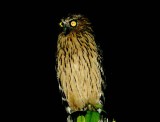 Buffy Fish Owl (Bubo ketupa)