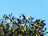Whiteheads Spiderhunter (Arachnothera julliae)