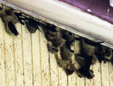 Plum-toed Swiftlet (Collocalia [affinis] cyanoptila) 