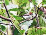 Chestnut-crested Yuhina (Yuhina everetti)
