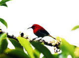 Temmincks Sunbird (Aethopyga temminckii)