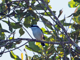 Blyths Shrike-babbler (Pteruthius aeralatus)