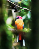 Whiteheads Trogon (Harpactes whiteheadi) 