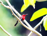 Crimson Sunblrd (Aethopyga siparaja)