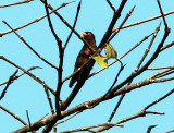 Violet Cuckoo (Chrysococcyx xanthorhynchus)