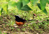 White-crowned Shama (Copsychus stricklandii)