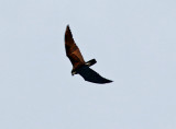 Bat Hawk (Macheiramphus alcinus)
