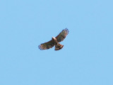 Wallaces Hawk Eagle (Nisaetus nanus)